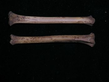 Media type: image;   Mammalogy BOM-466